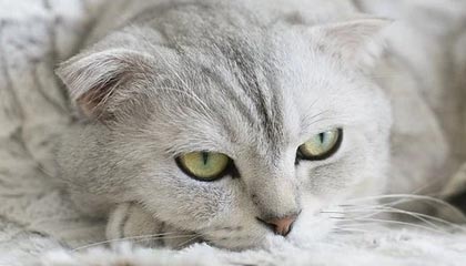 开云官方网页登录-阿贾克斯客场大胜埃因霍温晋级荷甲领先，阿贾克斯vs埃因霍温动画直播