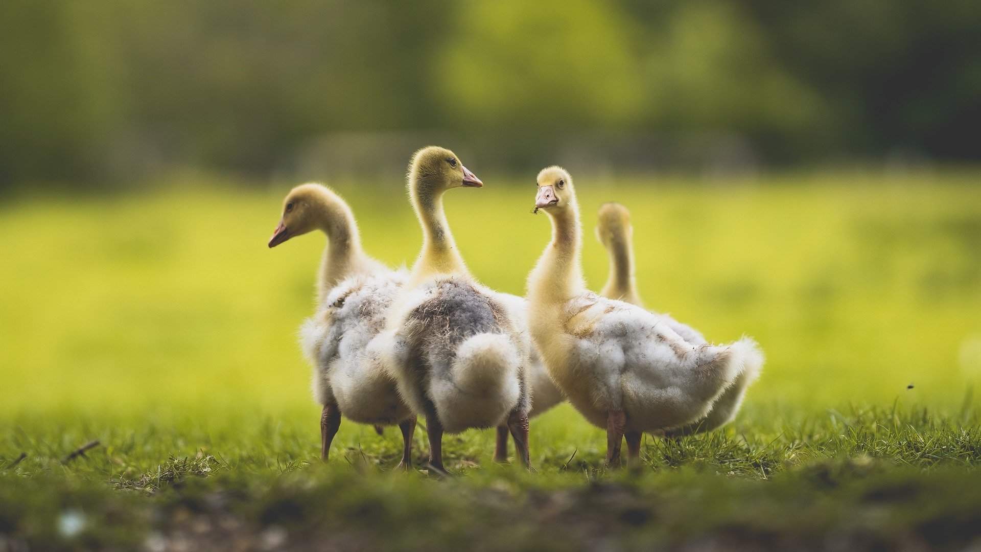 kaiyun体育app-【战术揭秘】奥沙利文的罚分应对策略和临场调整，奥沙利文领先95分对手还打