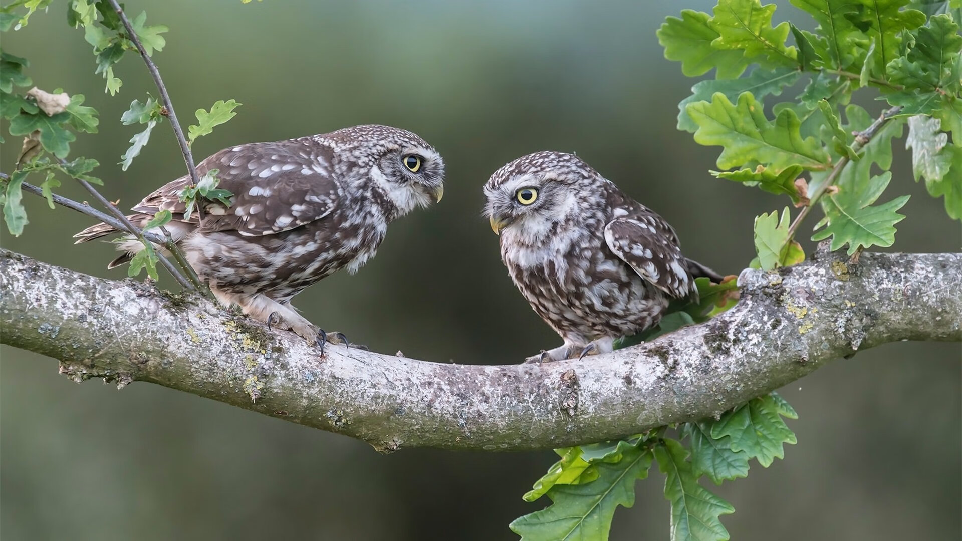 开云官网在线-史上最“火爆”的快攻：速度、激情以及致命一击，快攻有哪几种