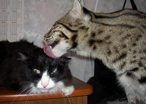 多场精彩对决:台球冠军不断刷新纪录,台球决赛视频