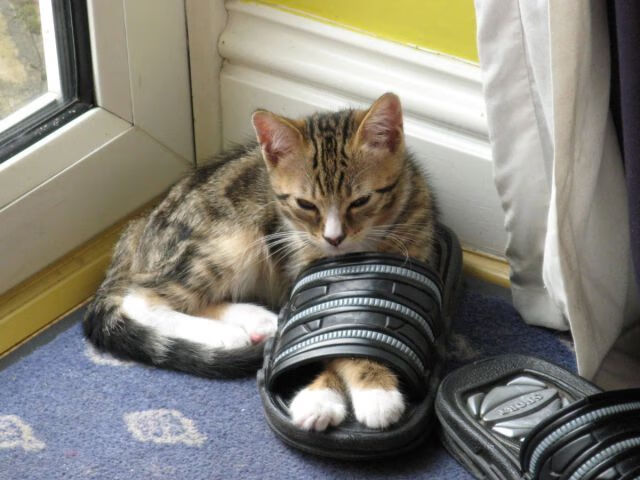 终场“绝杀”瞬间:点燃球迷激情的巅峰时刻,球星绝杀视频