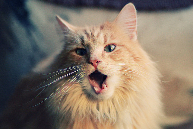 终场“绝杀”瞬间:点燃球迷激情的巅峰时刻,球星绝杀视频