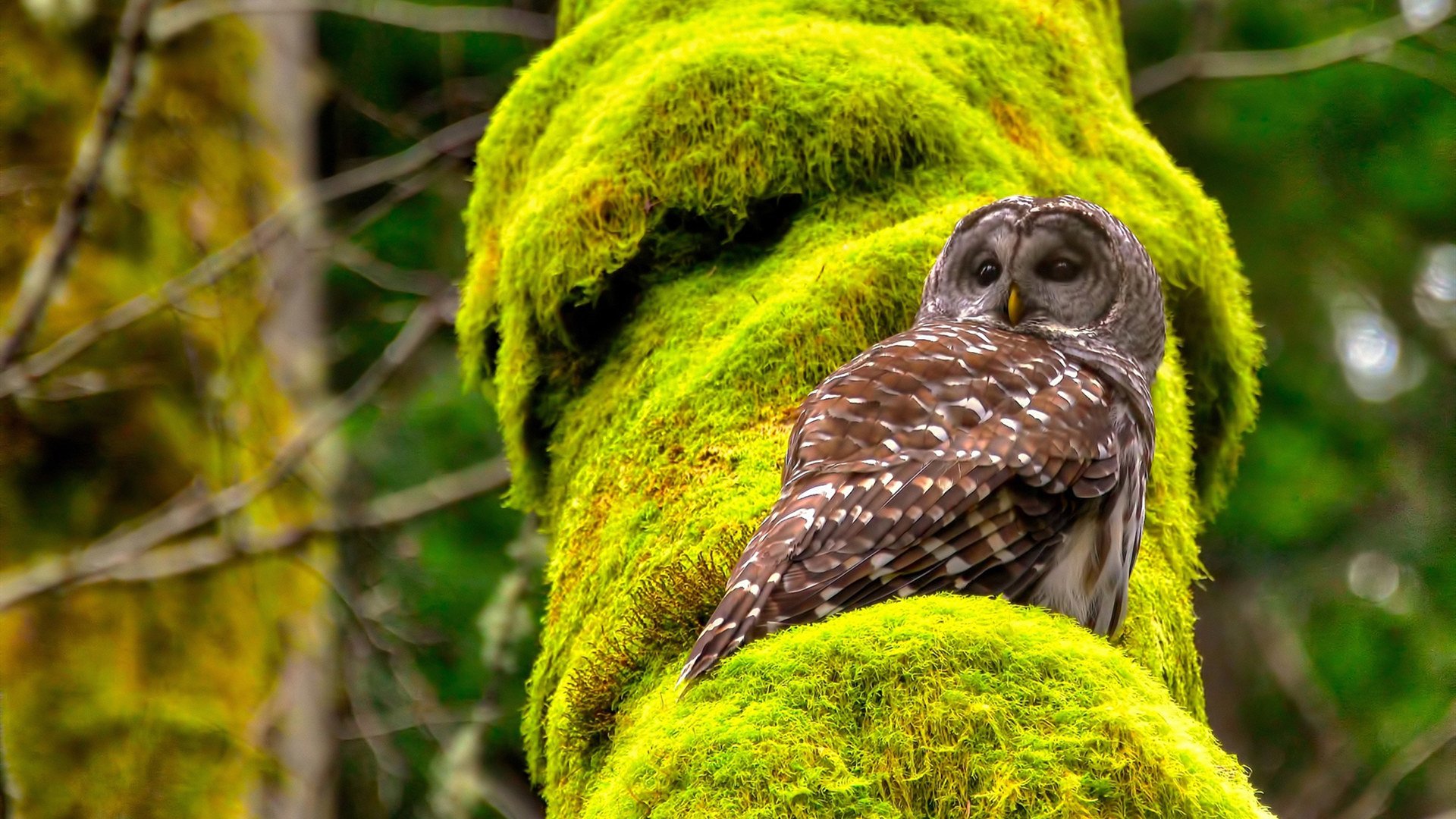 小牛队主力球员复出 球队战力得到提升，小牛队现役球员名单