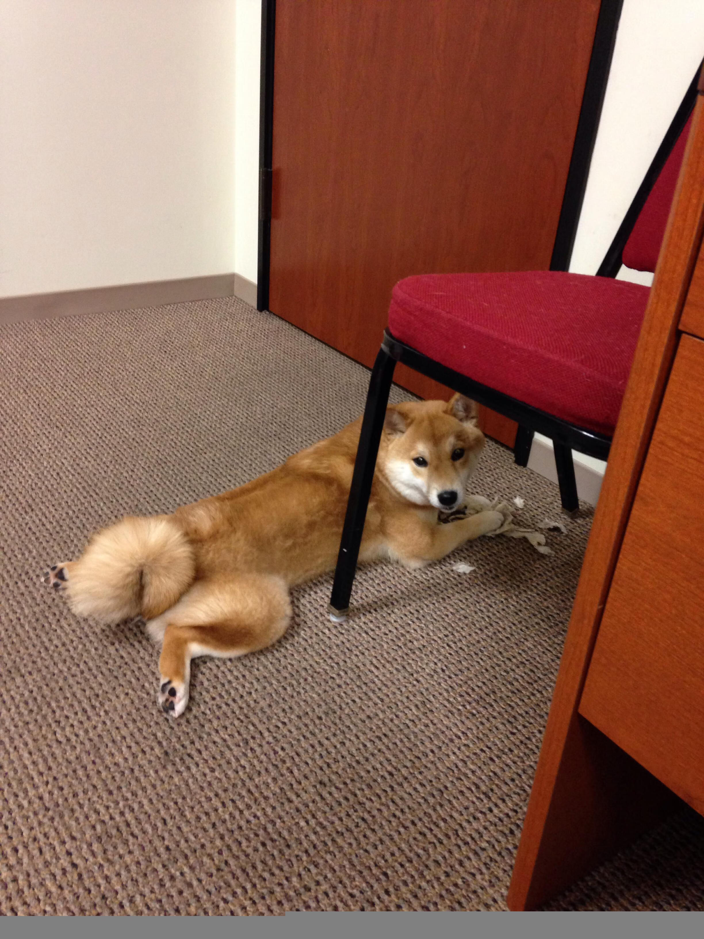 鹿岛鹿角新赛季目标明确,鹿岛鹿角主力