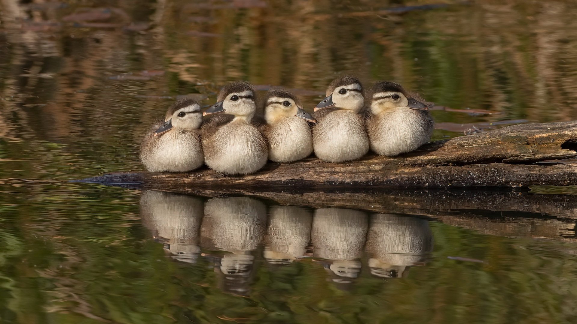 kaiyun体育综合-鹿特丹斯速胜，迅速从低谷状态中走出，鹿特丹是什么意思