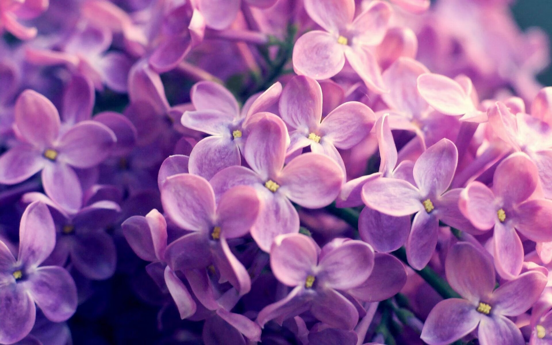 意甲裁判语义分析技术辅助VAR判罚的应用探索,足球var裁判