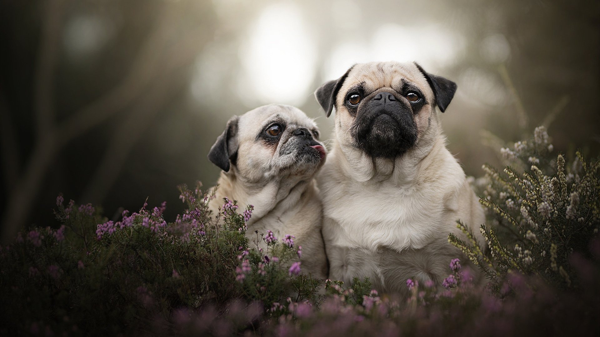 西甲裁判语境处理系统提升多语言比赛交流一致性成效评估,足球裁判语言