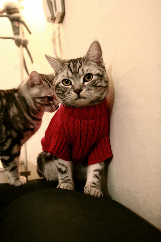 体育教育与科技融合实验课荣获教学创新奖,体育和教育融合