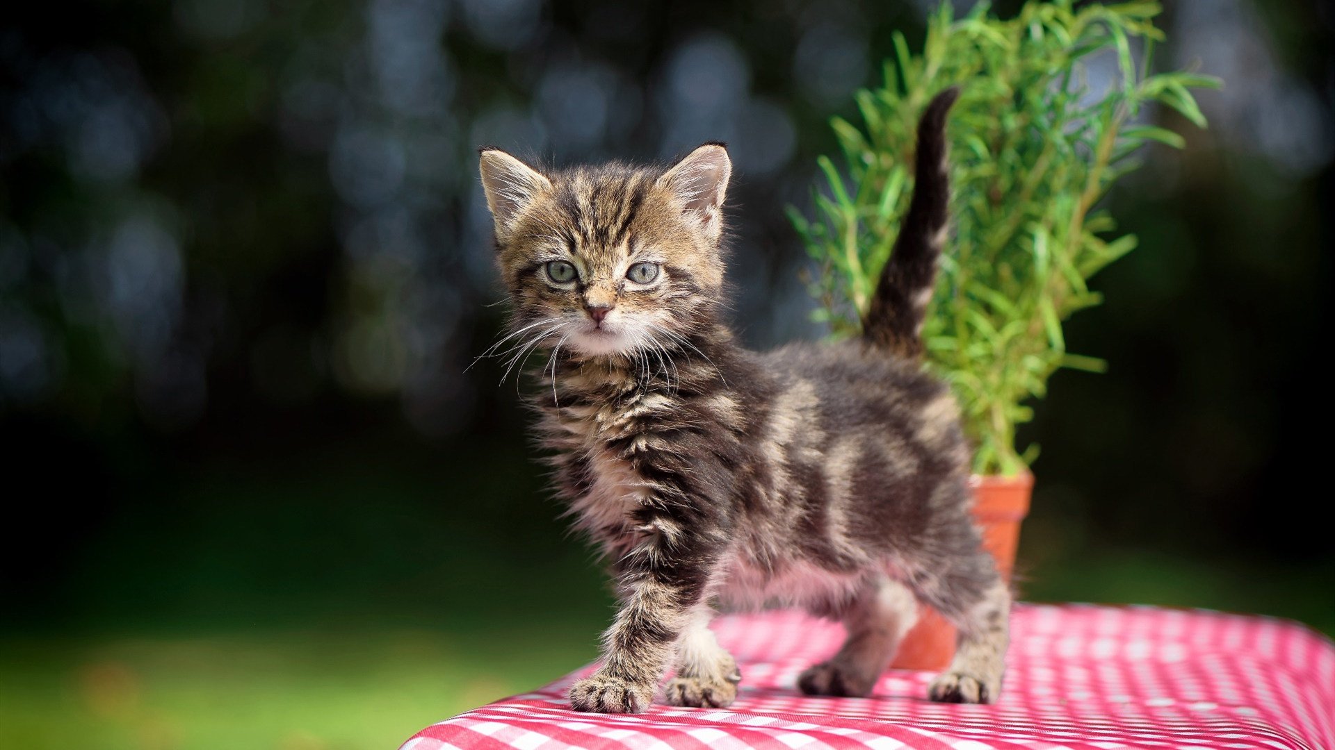 kaiyun登录入口-美选手划频高但配速下滑更快？