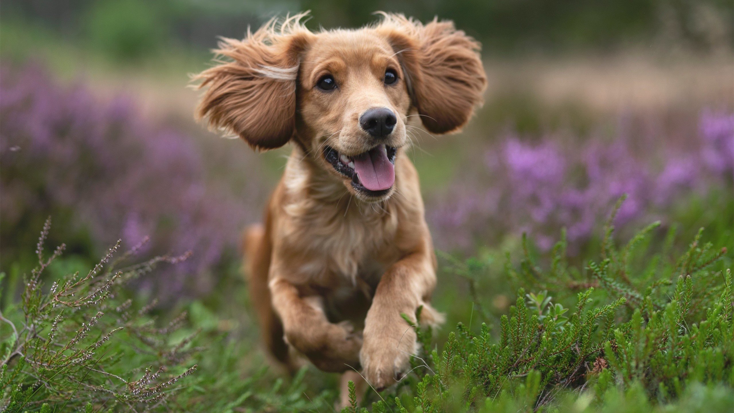 开云官网APP下载-湖人客场连续征战主帅注重体能轮换，湖人队主帅