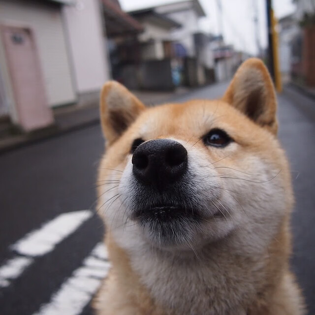 蛙泳对决荷兰选手节奏稳健，蛙泳比赛视频欣赏
