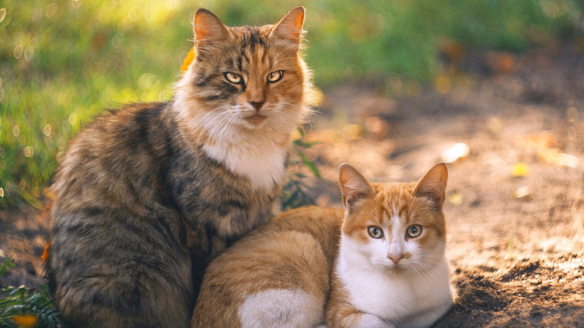 青训教练交流周开启,夯实基层人才培养体系,青训教练工资